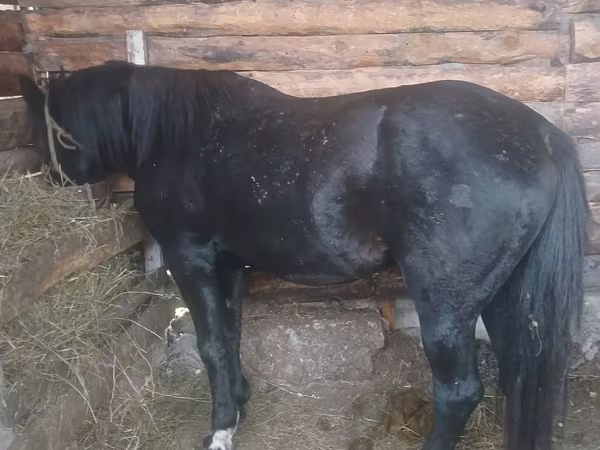 Kůň, Koně