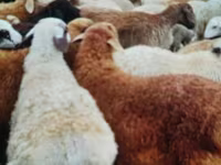 Qoç, Edilbay sheep — foto 2