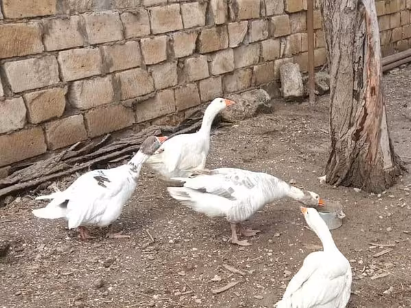 Geese — Azərbaycan