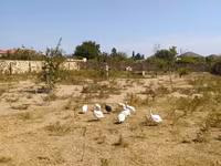 Chickens — Foto 3