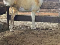 Ram, Sheep — photo 1