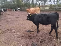 Cow, Cattle — photo 7
