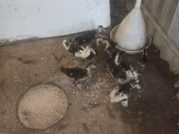 Ducks — फ़ोटो 1
