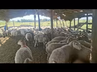 Sheep, Sheep — photo 5