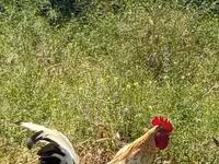 Chickens — photo 3