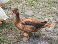 Ducks — photo 3