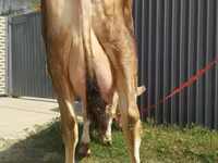 İnək, Swiss cattle — foto 3