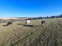 Cow, Simmental cattle — photo 1
