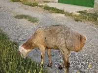 Ram, Sheep — photo 1
