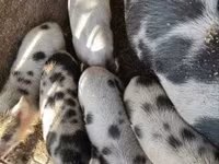 मादा सूअर, Кунекуне — फ़ोटो 4