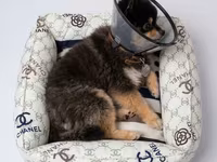 🐾 Уютное место для комфортного отдыха вашего любимца 🤍 В нашей — Foto 2