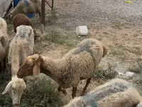 Oveja, Ovejas — foto 2