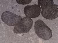 Saglam gumrah kirpiler cadirlma pulsuz Başlıq: Kirpi (canlı) Məhsul — الصورة 1