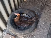 Domestic Muscovy — photo 2