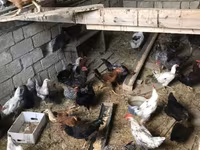 Chickens — zdjęcie 2