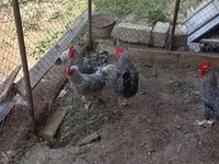 Slovenian Barred Hen — photo 2