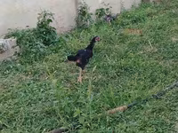 Chickens — photo 7