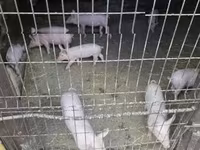 Чочколор (партия, жынысы көрсөтүлгөн эмес) — сүрөт 3