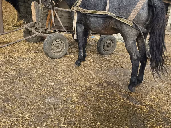 Égua, Cavalos