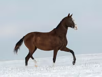 Madyan, Akhal-Teke — foto 5