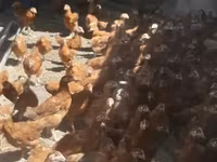 Chickens — الصورة 4