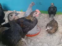 Chickens — photo 5