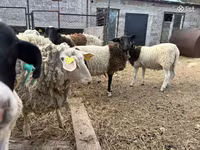 Qoç, Dorper sheep — foto 6
