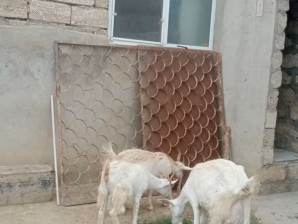 Dişi keçi, Saanen goat