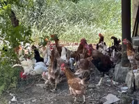 Chickens — photo 2