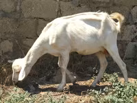 Dişi keçi, Saanen goat — foto 1