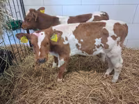 Bulle, Simmental cattle — Foto 2