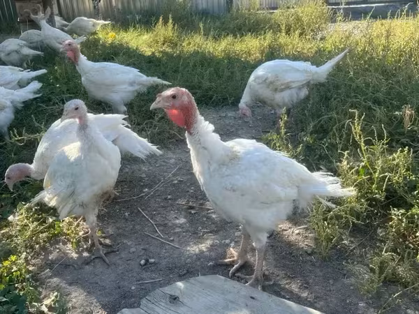 Turkeys — أرمينيا