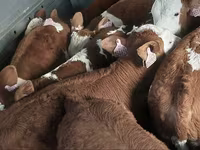 Toro, Simmental cattle — foto 2