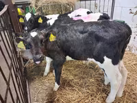 सांड, Simmental cattle — फ़ोटो 5