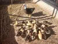 Ducks — zdjęcie 3