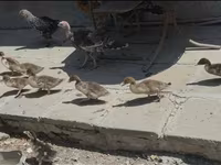 Ducks — photo 3