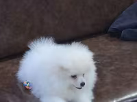 Məhsul: Pomeranian Spitz balası - Rəng: qar kimi ağ - Xəz: sıx — photo 4