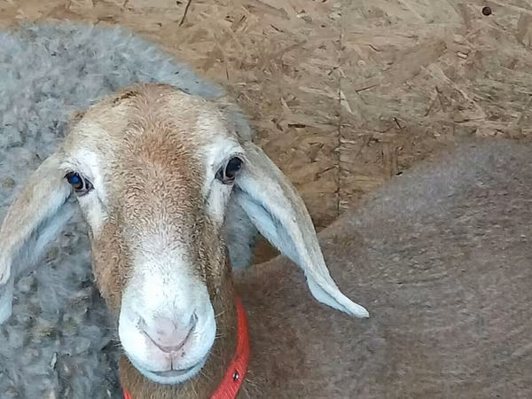 Owca, Arashan sheep