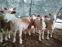 Oveja, Ile-de-France sheep — foto 2