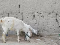 Cabra, Cabras — foto 5