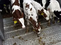 Toro, Simmental cattle — foto 1