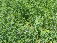 Hal hazirda Yonca (Medicago sativa) becerilib 3 hektar torpaq sahəsi — photo 2