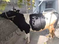 Krava, Russian Black pied cattle — foto 6