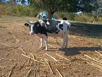 İnək, Russian Black pied cattle — foto 1