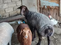 Ram, Sheep — photo 4