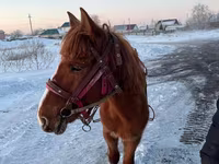 Kůň, Kazakh horse — foto 1
