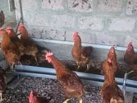 Chickens — الصورة 1