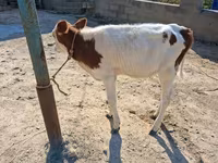 Vaca, Simmental cattle — foto 3