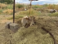 İnək, Mal-qara — foto 5
