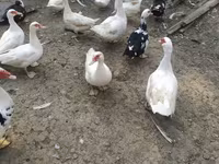 Ducks — Foto 2